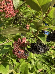 Viburnum nudum