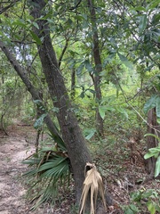 Quercus laurifolia