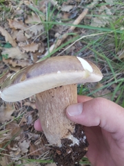 Boletus aereus