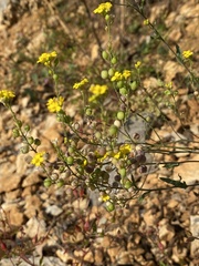 Aurinia corymbosa