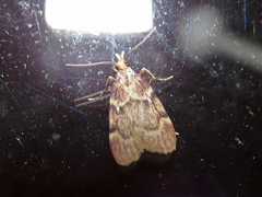 Acallis alticolalis