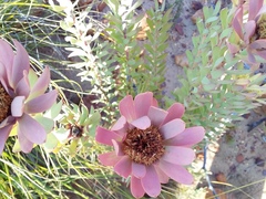 Leucadendron barkerae