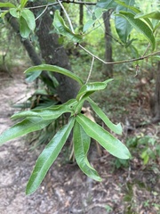 Quercus laurifolia