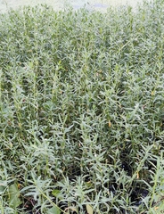 Alternanthera philoxeroides