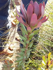 Leucadendron barkerae