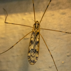 Metalimnobia cinctipes