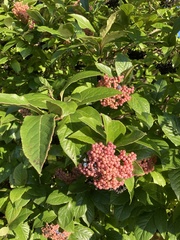 Viburnum nudum