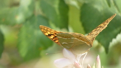 Argynnis pandora