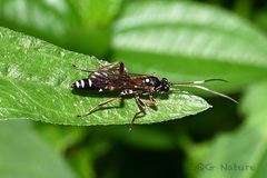 Vulgichneumon
