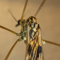 Metalimnobia cinctipes
