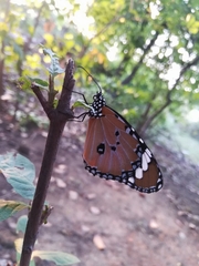 Danaus chrysippus