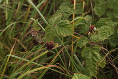 Rubus × idaeoides