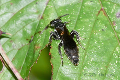 Tiphioidea