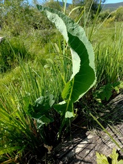 Armoracia sisymbrioides