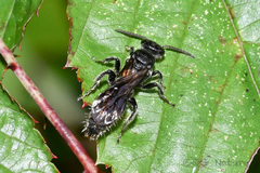 Tiphioidea