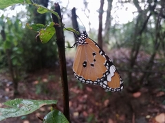 Danaus chrysippus