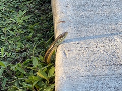 Ophisaurus ventralis