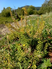 Lepidium apetalum