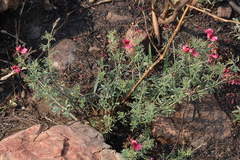 Indigofera hedyantha