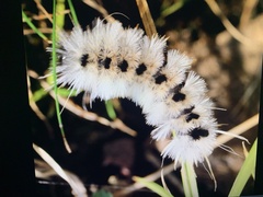 Lophocampa