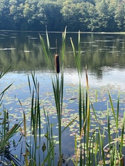 Typha