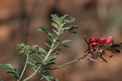 Indigofera hedyantha