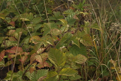 Rubus × idaeoides