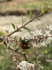 Augochloropsis tupacamaru