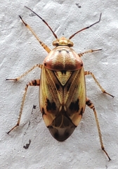 Miridae