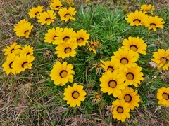 Gazania pectinata