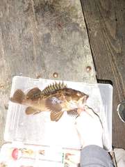 Sebastes auriculatus