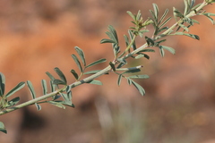 Indigofera hedyantha