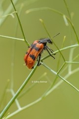 Astylus trifasciatus