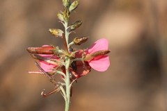 Indigofera hedyantha