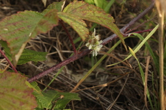 Rubus × idaeoides
