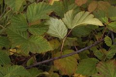 Rubus × idaeoides