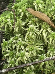 Sphagnum squarrosum