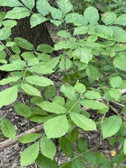 Fraxinus excelsior