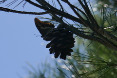 Charaxes jasius