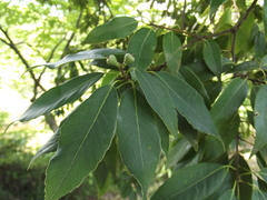 Quercus myrsinifolia
