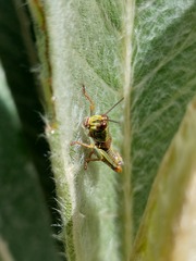 Acrididae