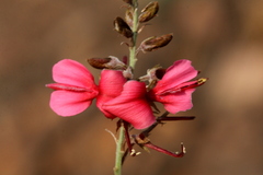 Indigofera hedyantha
