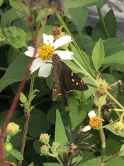 Thorybes dorantes dorantes