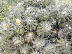 Copiapoa coquimbana