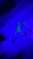 Centruroides sculpturatus