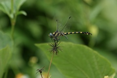 Paragomphus capricornis