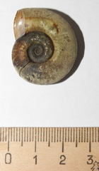 Planorbarius corneus