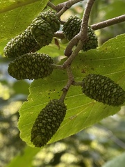 Alnus serrulata