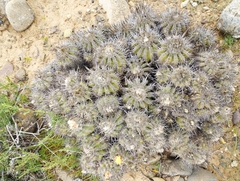 Copiapoa coquimbana