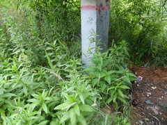 Cirsium arvense integrifolium